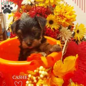 Cashe, Yorkie Puppy